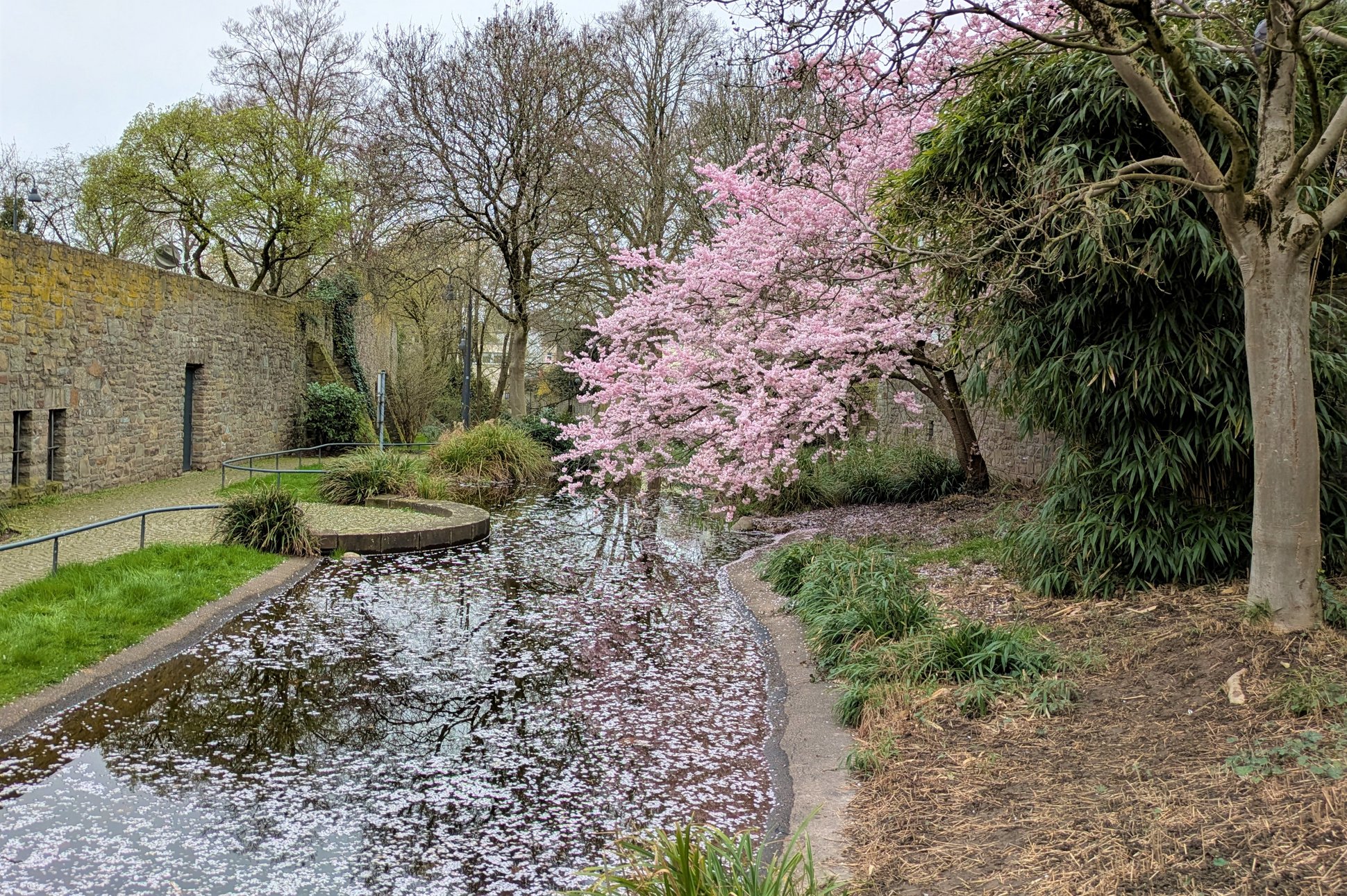 Kirschblüte am Stadtgraben am Obertor