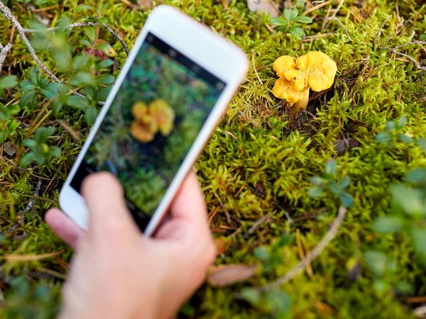 Hand hält ein Handy, mit dem eine gelbe Blume fotografiert wird 