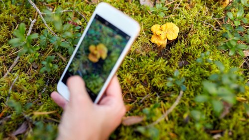 Hand hält ein Handy, mit dem eine gelbe Blume fotografiert wird 