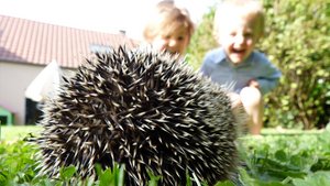 Sie sehen einen zusammengerollten Igel vor Kindern.