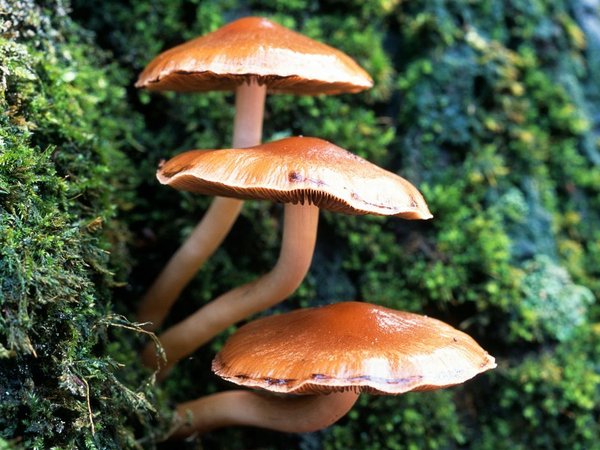 Pilze an einem Baum