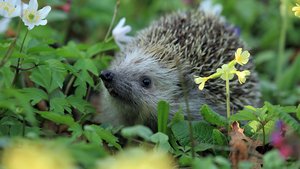 Sie sehen einen Igel zwischen Blumen im Garten.