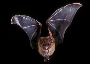 Sie sehen eine fliegende Fledermaus.