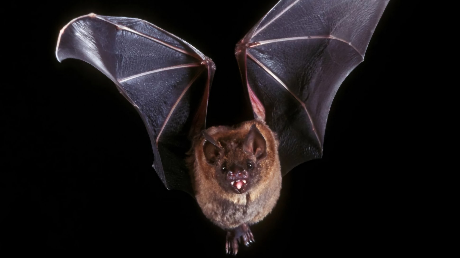 Sie sehen eine fliegende Fledermaus.