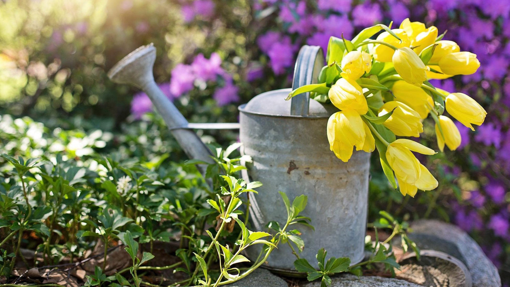 Es ist eine Gießkanne mit Tulpen zu sehen.