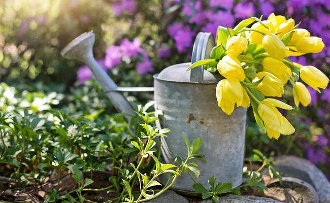 Es ist eine Gießkanne mit Tulpen zu sehen.