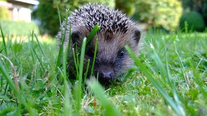 Sie sehen einen Igel auf Nahrungssuche.