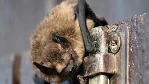 Sie sehen eine Fledermaus auf einem Zaun.