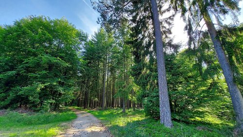 Weg führt durch einen Wald