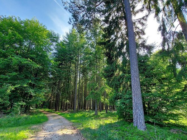 Weg führt durch einen Wald