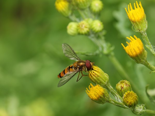 Schwebfliege auf Blüte