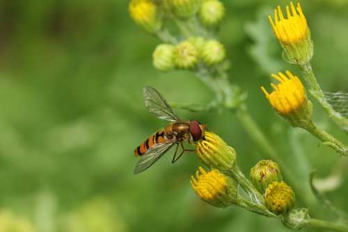 Schwebfliege auf Blüte
