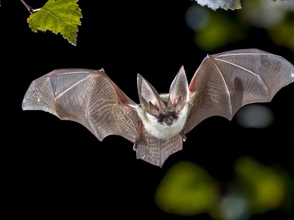 Fliegende Fledermaus