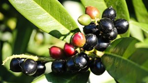 Sie sehen die Pflanze Kirschlorbeer.