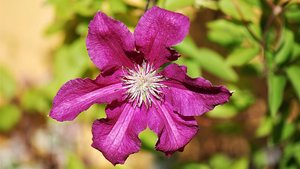 Sie sehen die Blüte der Clemantis.