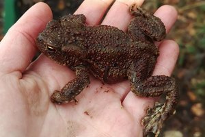 Kröte sitzt auf einer Hand