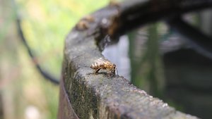 Sie sehen eine Biene, die an einem Fass Wasser trinkt.