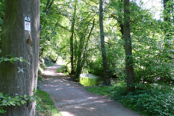 Wanderweg mit Bäumen