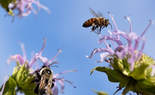 Das Bild zeigt Bienen bei der Bestäubung.
