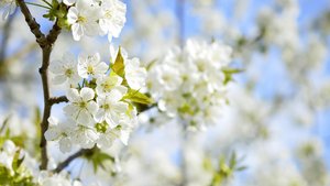 Kirschblüten