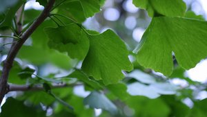 Kugelginko