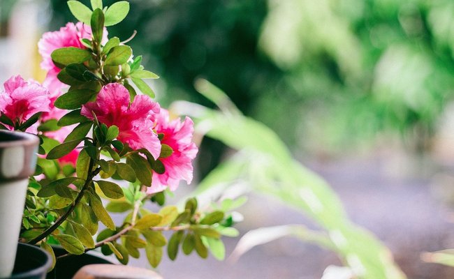 Blume auf dem Balkon