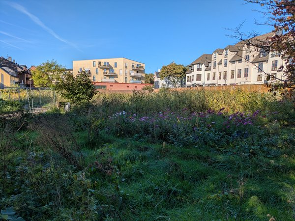 Eine Grünfläche mit hohem Gras und blühenden Wildblumen, im Hintergrund stehen mehrere Wohnhäuser