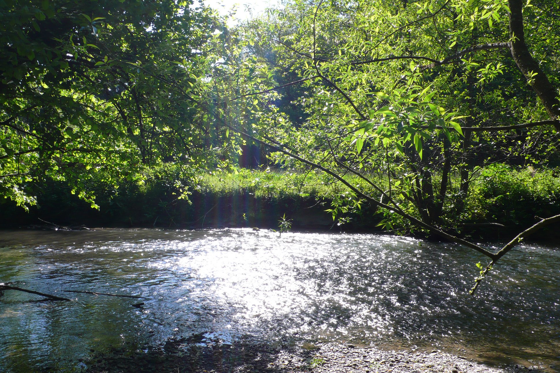 Glitzernder Fluss Anger im Sommer, mit Zweigen am Bildrand