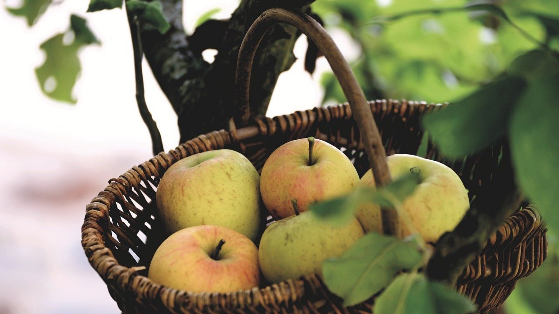 Es ist ein Obstbaum mit einem Korb voller Äpfel zu sehen.