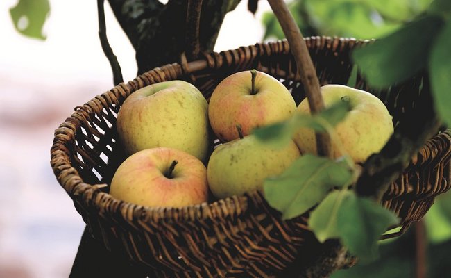 Es ist ein Obstbaum mit einem Korb voller Äpfel zu sehen.