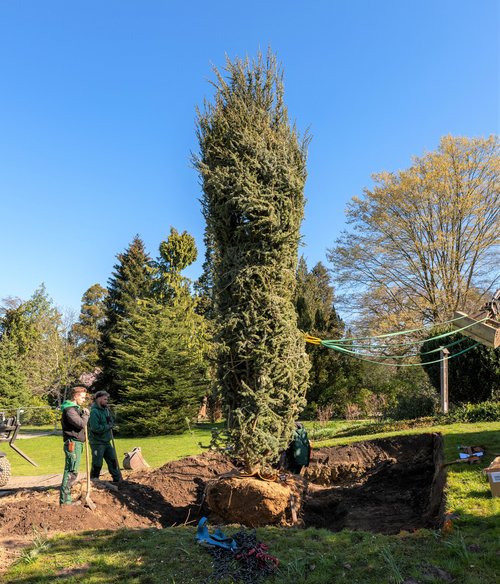Baum steht im Pflanzloch