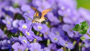 Sie sehen den Schmetterling Taubenschwänzchen.