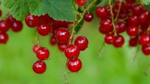 Sie sehen die Früchte der Johannisbeere.