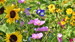 Das Bild zeigt eine Reihe von Wildblumen.