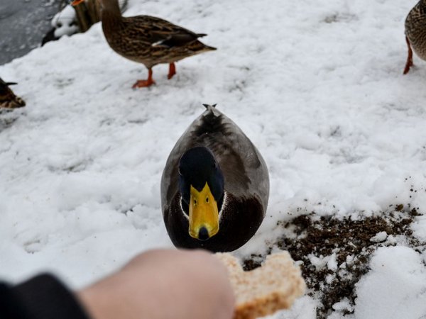 Enten im Schnee werden gefüttert