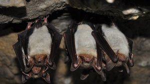 Sie sehen kopfüber schlafende Fledermäuse.