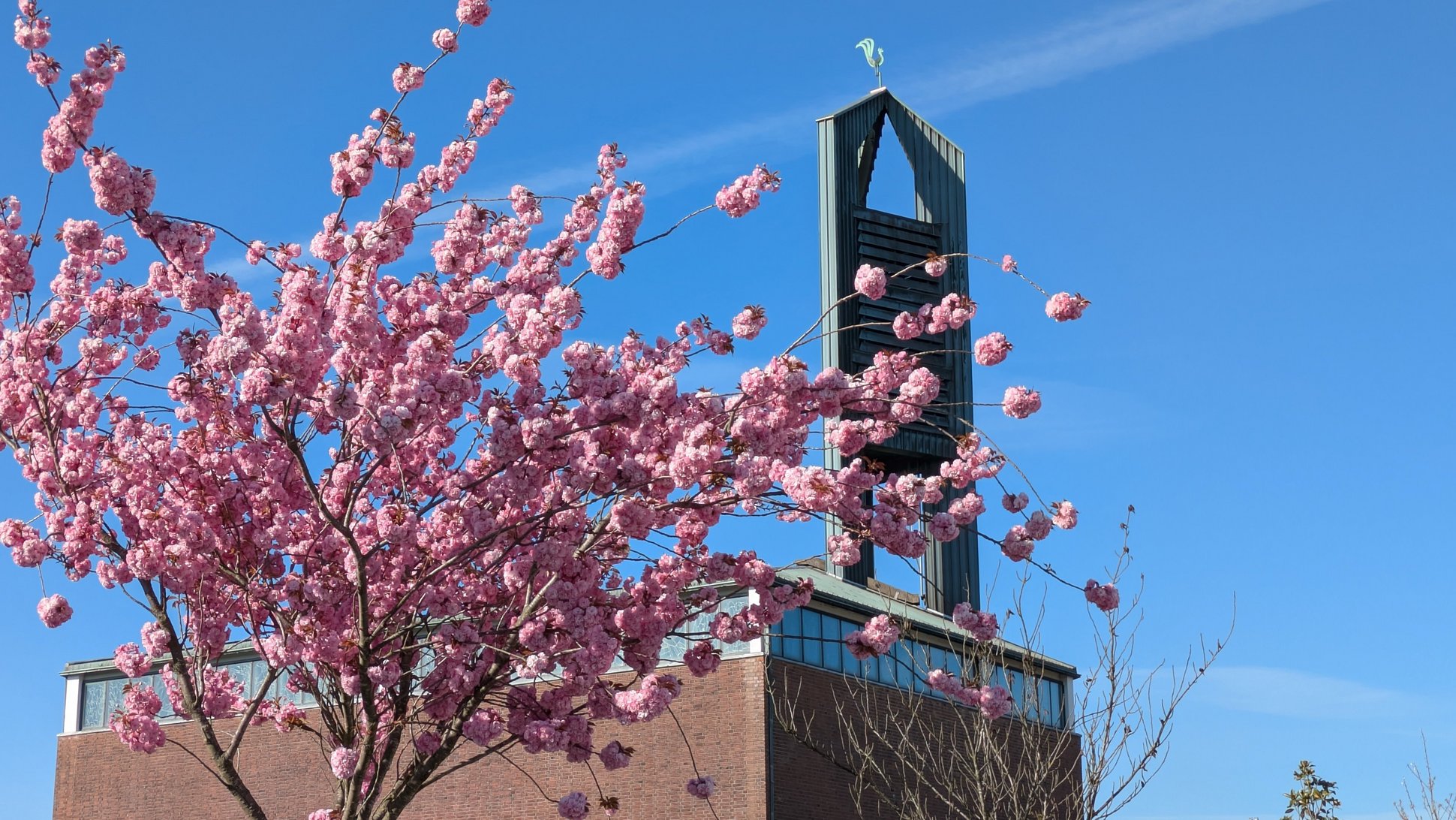 Blühender Kirschbaum vor der Kirche St.Marien Tiefenbroich
