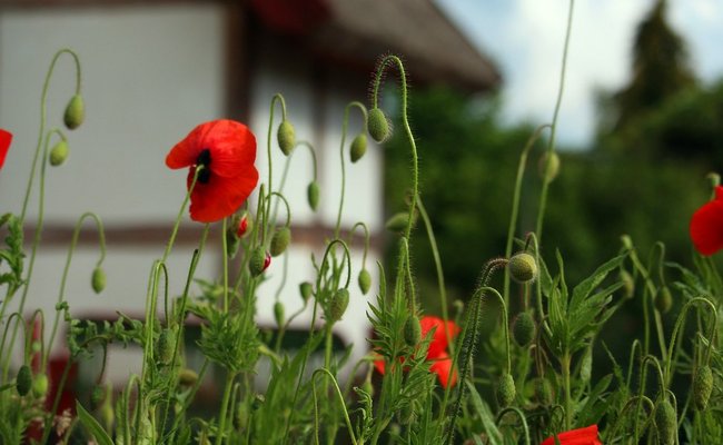 Mohn vor Fachwerk