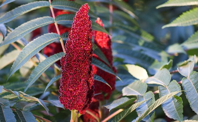 Es ist ein Essigbaum zu sehen