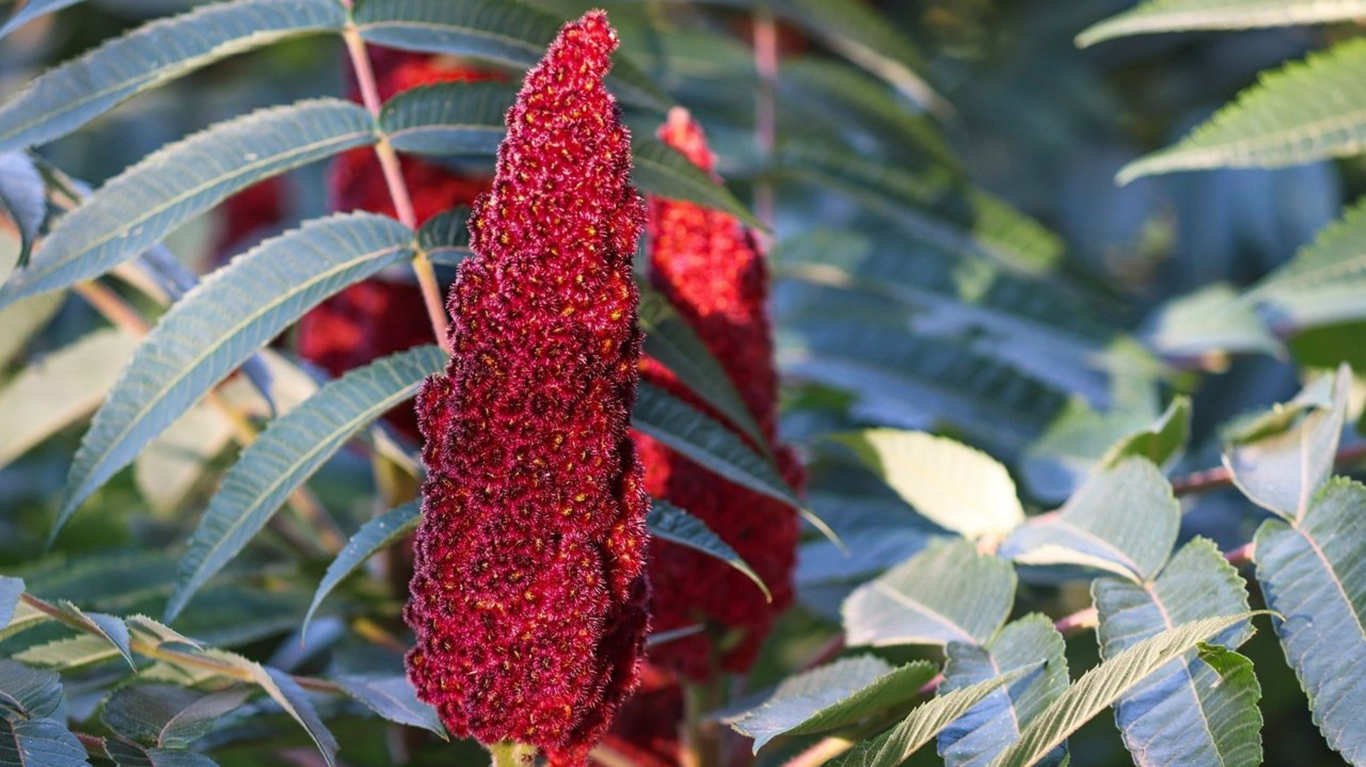 Es ist ein Essigbaum zu sehen