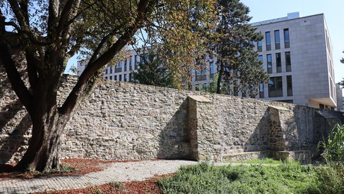 Stadtmauer mit Baum und Rathaus dahinter 