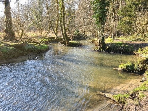 Bach fließt durch ein Waldgebiet
