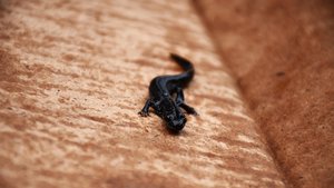 Sie sehen einen Molch.