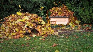 Sie sehen einen Laubhaufen, der den Igeln als Unterschlupf für den Winterschlaf dient.