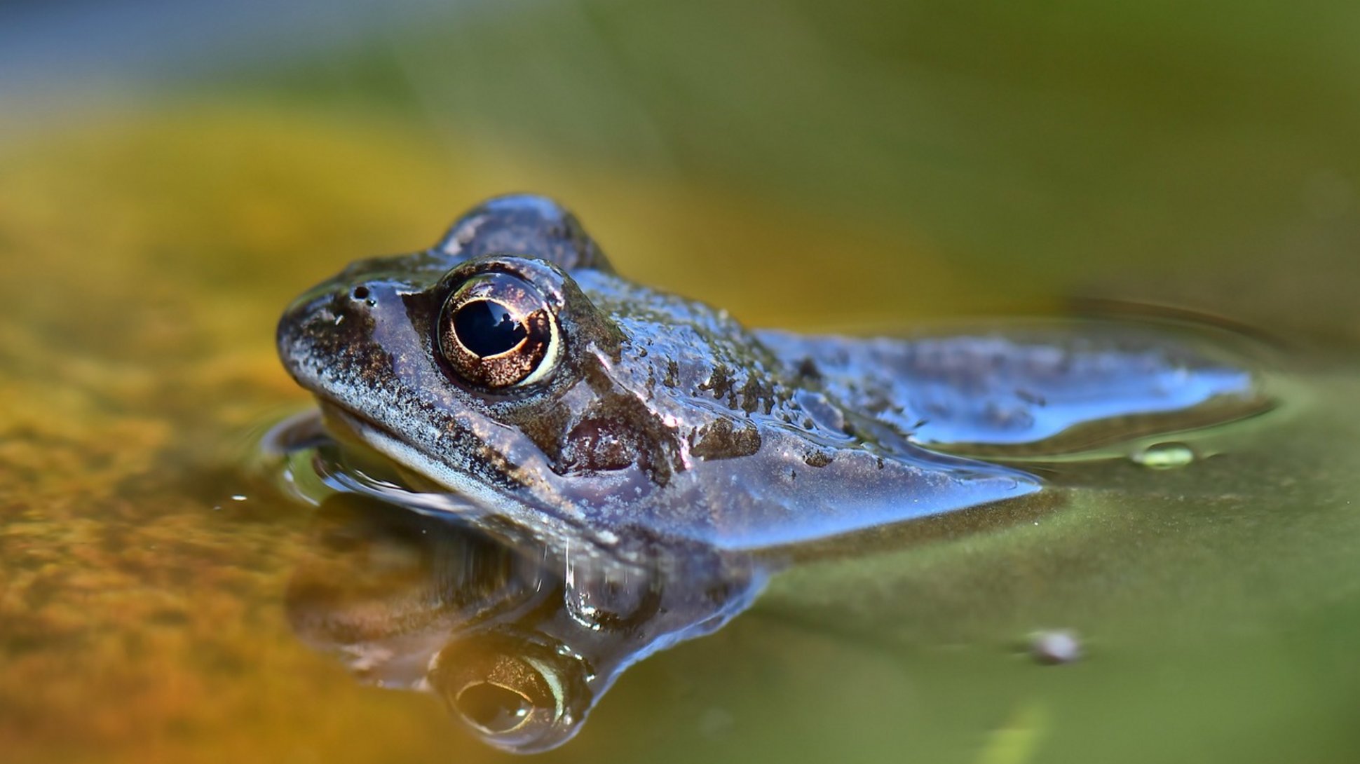 Sie sehen einen Grasfrosch im Wasser.
