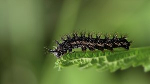 Die Raupe des Tagpfauenauges