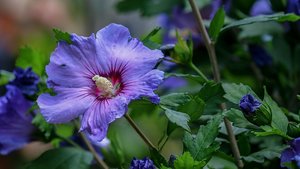 Sie sehen eine Hibiskusblüte.