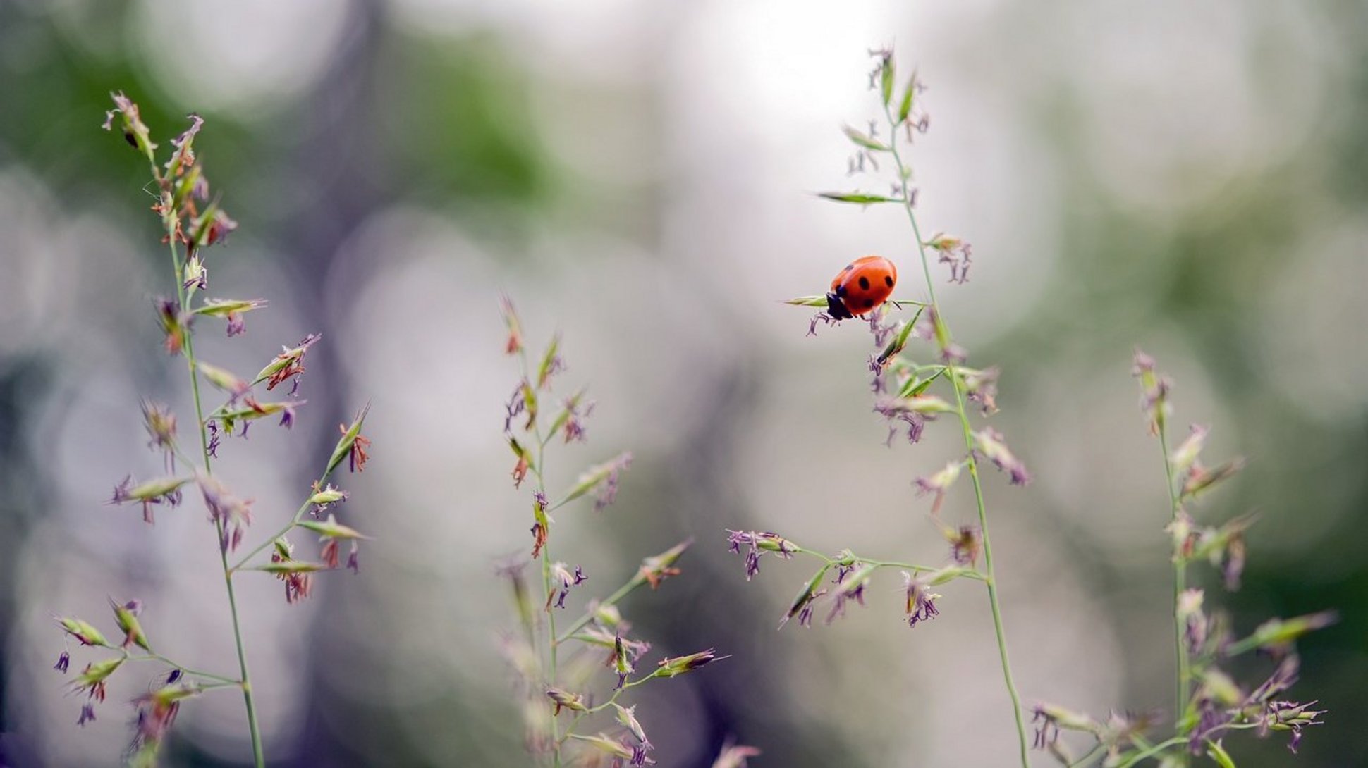 Sie sehen einen Marienkäfer, der auf einem Pflanzenhalm klettert.