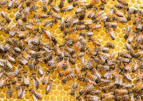 Bienenwabe