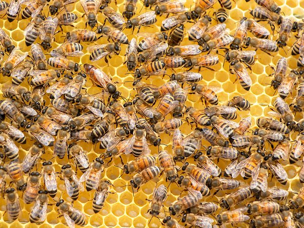 Bienenwabe